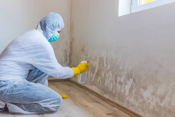 Mold Remediation specialist working in Northvale