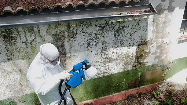Mold Removal service in Northvale